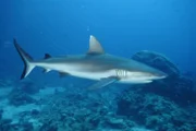 Ein Grauer Riffhai im Roten Meer. Meist leben sie in den mittleren Etagen des Riffs im Roten Meer. Plateaus und Abhänge mit starker Strömung sind ihre Vorlieben.