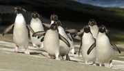 ARD/WDR ERLEBNIS ERDE, "Pinguine hautnah (1)", Die Reise, Ein Film von Matthew Gordon, am Montag (25.11.13) um 20:15 Uhr im ERSTEN.
Zur Paarung kehren Felsenpinguine an ihren Geburtsstrand zurück.