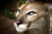 Pumas sind aufgrund ihrer außerordentlichen Anpassungsfähigkeit die am weitesten verbreiteten Säugetiere Amerikas. Eine ihrer ungewöhnlichsten Beutetiere sind – Pinguine.
Weitere Fotos auf Anfrage.