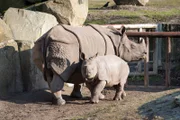 Tierpark Berlin: Nashornbulle Thanos mit Mutter Betty