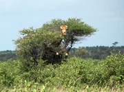 Im Krüger Park in Südafrika: Eine Giraffe schiebt den Kopf durchs Geäst einer Akazie.