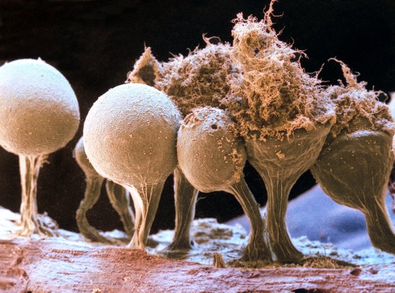 Als wären sie nicht von dieser Welt – Der unmögliche Lebenswandel der Schleimpilze (D, 2002)