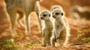 Neugierige Erdmännchen-Babys