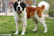Die Bernhardiner werden heute von einer Stiftung gezüchtet. Zu den Zuchtkriterien zählt, den Hund leicht und beweglich zu halten – wie er ursprünglich einmal war.
