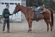 SAN DIEGO, CA, USA: Border patrol agents on horseback survey the area surrounding the San Ysidro port, the boundary separating San Diego from Tijuana. While these agents travel by horse, others work on foot, by car or ATV, or by helicopter to provide holistic coverage.