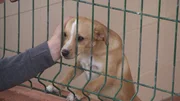 Tierschützerin Susanne Nowak rettet Hunde aus dem Tierheim