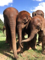 Elephants, Kenya