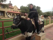 In Texas warten einige Abenteuer auf Toto (Bild) und seinen Kollegen ...