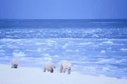 Nied?wiedzie polarne