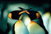 Kaiserpinguine.