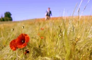 Der Klatschmohn bevorzugt sommerwarmen, meist kalkhaltigen Lehmboden. Man findet ihn verbreitet in Getreidefeldern, selten auch auf Schutt und an Wegen.