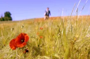 Der Klatschmohn bevorzugt sommerwarmen, meist kalkhaltigen Lehmboden. Man findet ihn verbreitet in Getreidefeldern, selten auch auf Schutt und an Wegen.