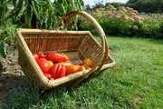 Tomaten aus dem Garten des Château de la Bourdaisière