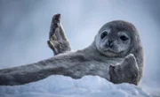 Weddellrobben erleben bei ihrer Geburt den krassesten Temperatursturz des Tierreiches. Aus dem warmen Bauch der Mutter stürzen sie direkt auf das See-Eis.