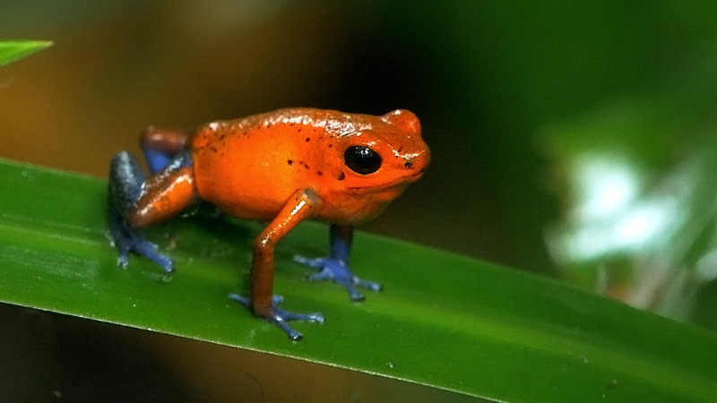 Costa Rica - Natur unter dem Regenbogen (F, 2018)