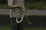 A snake wraps around Forrest Galante hands in Taiwan.