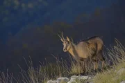 Canal Midi Chamois.