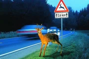 Wildunfälle sind in der dunklen Jahreszeit keine Seltenheit.