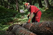 Händische Holzverarbeitung