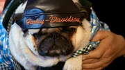 Harley Mops