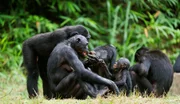 Bonobofamilie
