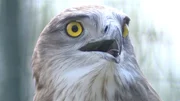 European golden eagle.