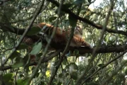 A charming view of Mow Mow's undercarriage as he sits on a branch.