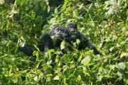 Nyakabara, ein acht Monate altes Berggorilla-Baby, muss eine Fahrt auf dem Rücken ihrer Mutter machen, während sie sich auf Nahrungssuche begibt, da sie noch nicht das Klettern im Bwindi Impenetrable Forest in Uganda gelernt hat.