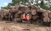 Die peruanische Firma Bozovich schlägt im Otorongo-Dschungel am Amazonas ein und trägt das FSC-Ökosiegel.