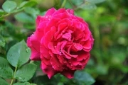 Rose - Rosa bifera "Alfred Colomb".