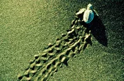 Olive Ridley-Meeresschildkröte, die sich nach dem Schlüpfen zum Ozean kämpft.