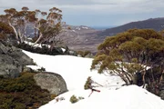 Mount Kosciuszko ist mit etwa 2.200 Metern der höchste Berg Australiens.