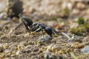 Die zweiteilige Dokumentation widmet sich der Lebensform einer ganz bestimmten Insektenfamilie, den Ameisen: Sie kommen mit mehr als 10.000 Arten auf allen Kontinenten der Welt vor.