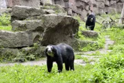 ARD/rbb PANDA, GORILLA & CO. (14) , "Sauber machen", am Donnerstag (24.04.14) um 11:30 Uhr im ERSTEN. Bei den Brillenbären im Tierpark hat die wunderbare Nähe zu den Tieren so ihren Preis: Dreimal am Tag müssen die riesigen Glasscheiben von außen und innen geputzt werden! Das bedeutet für die Pfleger besonders nach besucherstarken Wochenenden mindestens eine Stunde Fensterputzen am Tag.