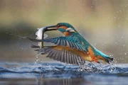 Eisvogel