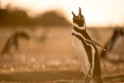 Im Windschatten der Anden liegt die trockene Seite Patagoniens, wer hier überleben will, muss besonders erfinderisch und robust sein ...