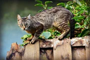 Cat on the fence