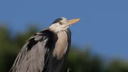 Grey heron.