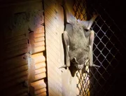 A bat hanging on a fence.