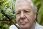 Der berühmte britische Tierfilmer und Naturforscher Sir David Attenborough mit einem Jemenchamäleon