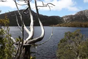 In den Cradle-Mountains, Pencil Pine