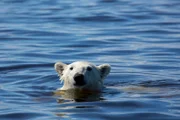 Ein junger männlicher Eisbär schwimmt in der Hudson Bay in Kanada.