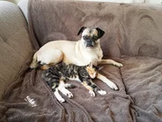 Die Mopsdame Apple hat die kleine Katze Curry adoptiert, sie gesäugt und ihr somit das Leben gerettet.
