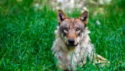 Nach mehr als 150 Jahren wieder Teil unserer Natur – der europäische Grauwolf.