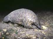 NDR Fernsehen PHANTOME DER NACHT , "Afrikas unbekannte Wildtiere", am Montag (02.05.11) um 11:30 Uhr.
Schuppentiere haben sich eine dicke Schutzschicht aus Hornhaut zugelegt, im Notfall rollen sie sich zu einer kompakten Kugel zusammen.