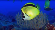Fisch vor Koralle