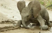 Das einwöchige Afrikanische Elfantenbaby Safina fällt im Schlamm des Buffalo Springs National Reserve in Kenia.