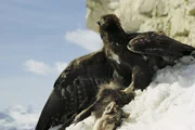 Steinadler.
