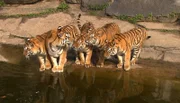 Tierpark Berlin: Die Amurtigervierlinge mit Mutter Aurora