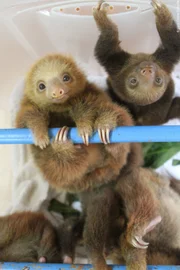 Meet the Sloths